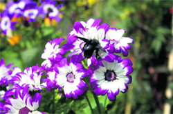 A beetle sucks nectar from flowers on the health university campus in Rohtak