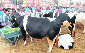 WELL-FED: Well-bred cattle on display during the pashu palan mela at the Guru Angad Dev Veterinary and Animal Sciences University in Ludhiana