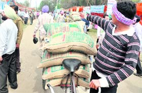 TAKING IN ABUNDANCE: A farmer carries seeds in bulk in Ludhiana