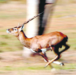 Although the Bishnoi community has been protecting this rare wildlife species, black bucks face extinction