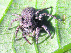 A Simaetha spider