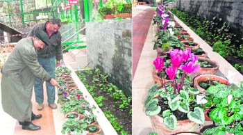 Director of Yasin Fernery H Sharma shows the blooming flowers; and (right) cyclamen in full bloom at the Company Garden in Mussoorie.