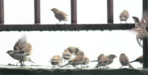 Sparrows look for food after a rain in Shimla on Saturday.
