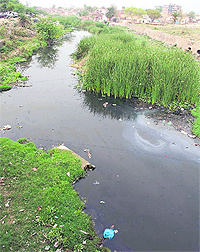 Wild growth in a seasonal choe in Patiala.