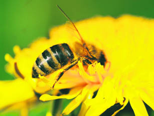 Bees are important as crop pollinators 