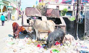Cows and pigs eat the strewn garbage in the DL Road area in Sahastradhara ward of Dehradun.