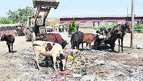 Stray cattle feed on garbage in Haibowal area of Ludhiana.