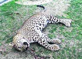 The body of the leopard that was found dead in Pitthoragarh district