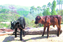 The calves born through the ETT, Saurabh (black) and Gaurav (brown)