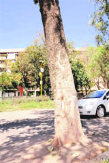 Paver blocks laid around a tree on a road near the UT Secretariat, Sector 9, Chanigarh.