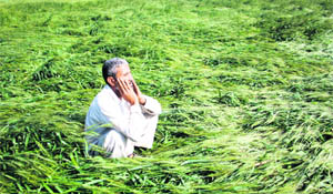 A hapless farmer looks at his wheat crop, which was damaged by strong winds and showers at Balambha village in Rohtak district on Thursday.