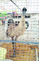 An emu on display at a stall put up by Lala Lajpat Rai University of Veterinary and Animal Sciences at the Kisan Mela of Haryana Agricultural University in Hisar.