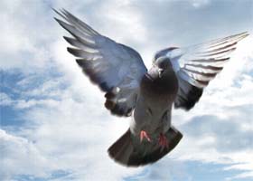 Scientists believe that if pigeons have an innate predisposition to gamble then this could be a widespread trait across the animal kingdom