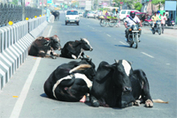 Stray cattle squat on the Goniana road posing grave danger to motorists.