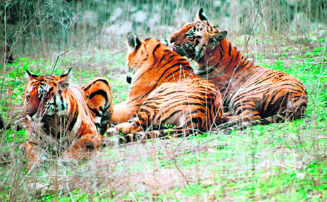 A contented tiger family after a feast in the Indira Priyadarshini National Park