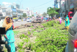 Trees that have been axed to widen a road in Kaithal