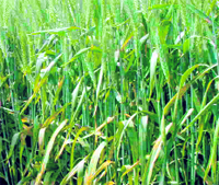 Diseased wheat crop standing in the fields