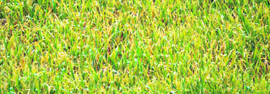 Crop infected with yellow rust.