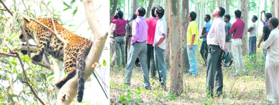 A leopard perched on a tree at the BHEL residential area in Haridwar on Tuesday. (Left) and Onlookers watch a leopard on a tree at the BHEL colony in Haridwar