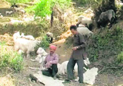 Herdsmen of remote areas in the Kumaon region on their homeward journey