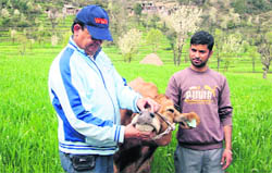 Dr RS Kishtwaria, a livestock and veterinary expert, examines a Jersey cow. 