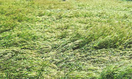 The wheat crop flattened by wind and rain near Khanpur village (Sirhind) on Wednesday.