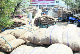 Tractor-trailers laden with bags of potatoes outside a cold store near Rampura Phul.