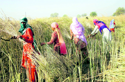 Women harvest mustard crop in their fields at Bapora village in Bhiwani district