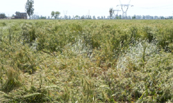 Fear that wheat crop will be of poor quality has surfaced due to the wet conditions