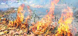 Dry leaves being burnt on the roadside at Sector 21 in Chandigarh on Saturday afternoon.