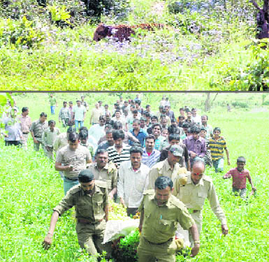 A few minutes before its death, the leopard looks for a spot to rest in a field; forest guards carry the body from near the Dakota water pump on the outskirts of Dehradun city.