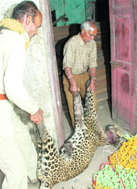 Forest guards put it inside a forest chowkie on Friday.