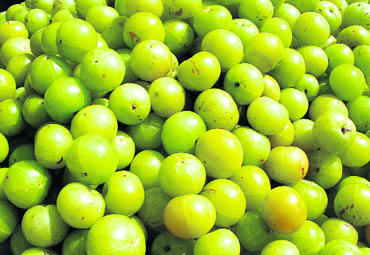 Amla is the worlds richest source of vitamin C