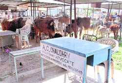 Stray cattle outside the district courts in Panchkula. The animals strayed into the courts complex.