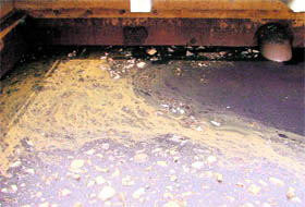 Metallic water received at an inlet chamber at the Tajpur STP.