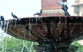 Fount party : Pigeons try to beat the heat at Vijay Chowk as the temperature increases in New Delhi on Monday.