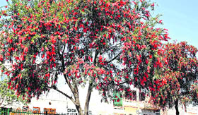  Gulmohar trees in full bloom look captivating at Hansi town in Hisar district. 