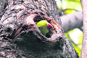 A parrot feels secure sitting in a tree trunk on a hot summer afternoon in Gurgaon. 