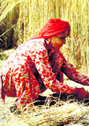 A farmer harvests the wheat crop at Morwala village in Bhiwani district on Monday.