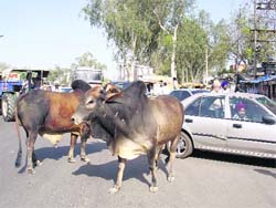 Stray cows roaming in the middle of the Ludhiana-Ferozepur Road at Jagraon.