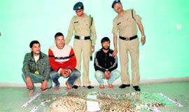 The three persons, who had three leopard skins in their possession, in police custody in Dehradun on Friday.