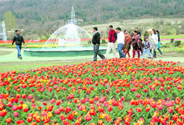 Tulips in full bloom at Siraj Bagh, Asias largest tulip garden, in Srinagar. The garden will have several new varieties of tulips this year and the authorities are hoping that one lakh tourists will visit the garden this season