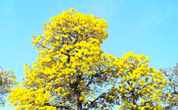 Tecoma argentia paints the sky yellow when in bloom