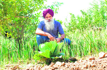 Jaspal Singh of Musewal village in Jalandhar district has moved a step ahead of organic farming, by pursuing biodynamic agriculture