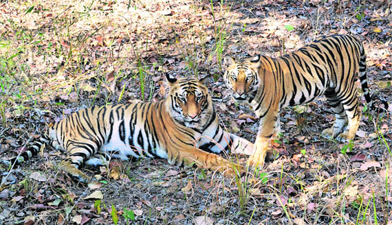 Bandhavgarh National Park has a large variety of wild animals and birds but the tiger remains the only attraction among the visitors