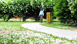 Bougainvillea in full bloom at a park in Phase IV of Mohali.
