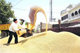 GOLDEN HARVEST: With the procurement season having begun, wheat has started arriving in mandis. A farmer cleans his produce at the New Grain Market in Rohtak on Sunday