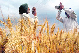 Farmers pray in a farm for no more rain on the Sangrur road in Patiala, 