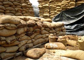 Stock of rotten wheat lying at an open plinth located on the outskirts of Maur Mandi in Bathinda district