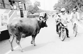 A bus driver, a motorcyclist and a cyclist apply brakes to ensure the safety of a stray bull on the Dakshin Marg in Chandigarh on Monday.